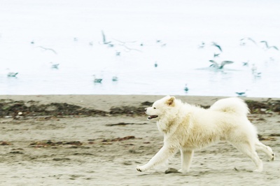 秋田犬蓬夫剧照的剧照