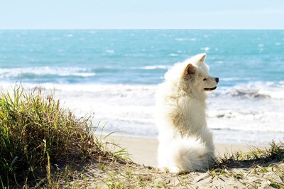 秋田犬蓬夫剧照的剧照