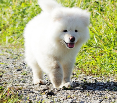 秋田犬蓬夫剧照的剧照