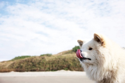 秋田犬蓬夫剧照的剧照