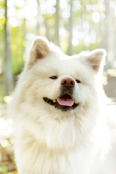 秋田犬蓬夫剧照的剧照