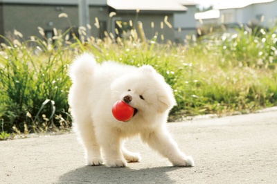 秋田犬蓬夫剧照的剧照