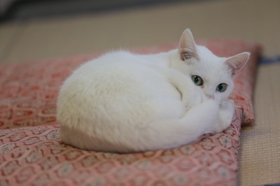 猫侍：玉之丞进军江户剧照的剧照