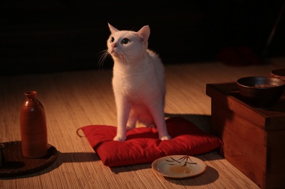 猫侍：玉之丞进军江户剧照的剧照