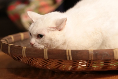 猫侍：玉之丞进军江户剧照的剧照