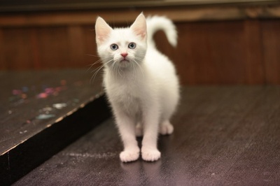 猫侍：玉之丞进军江户剧照的剧照