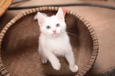 猫侍：玉之丞进军江户剧照的剧照