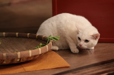 猫侍：玉之丞进军江户剧照的剧照