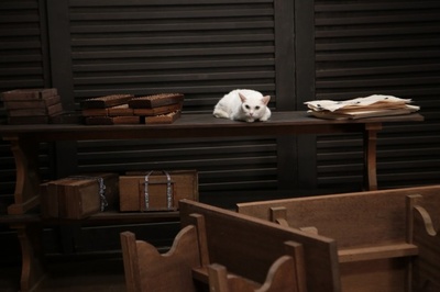 猫侍：玉之丞进军江户剧照的剧照