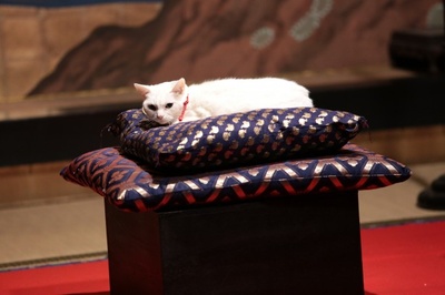 猫侍：玉之丞进军江户剧照的剧照