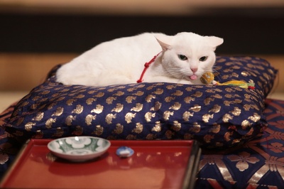 猫侍：玉之丞进军江户剧照的剧照