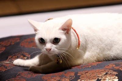 猫侍：玉之丞进军江户剧照的剧照