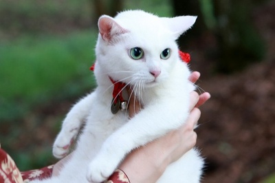 猫侍：玉之丞进军江户剧照的剧照