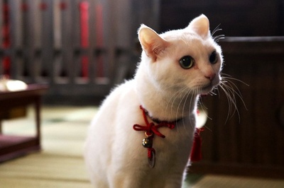 猫侍：玉之丞进军江户剧照的剧照