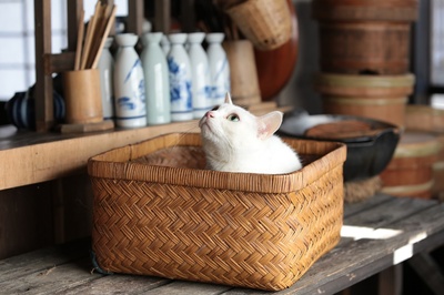 猫侍：玉之丞进军江户剧照的剧照