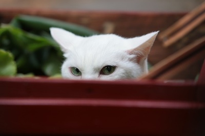 猫侍：玉之丞进军江户剧照的剧照