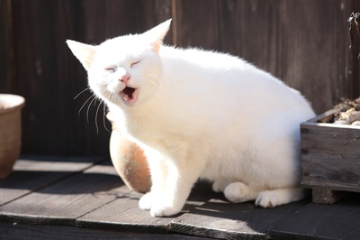 猫侍：玉之丞进军江户剧照的剧照