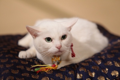 猫侍：玉之丞进军江户剧照的剧照