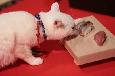 猫侍：玉之丞进军江户剧照的剧照