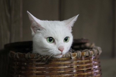 猫侍 剧场版剧照的剧照