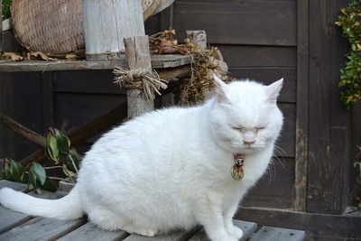 猫侍 剧场版剧照的剧照