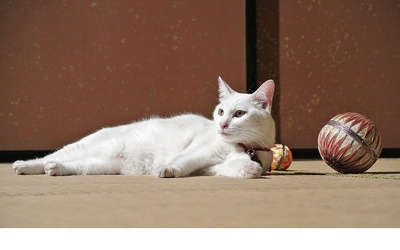 猫侍 剧场版剧照的剧照