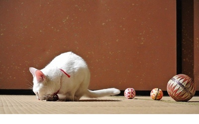 猫侍 剧场版剧照的剧照