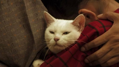 猫侍 剧场版剧照的剧照