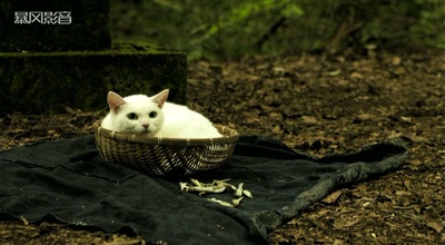 猫侍 剧场版剧照的剧照