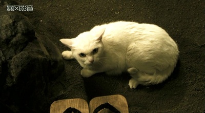 猫侍 剧场版剧照的剧照