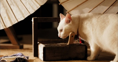 猫侍 剧场版剧照的剧照