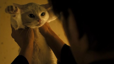 猫侍 剧场版剧照的剧照