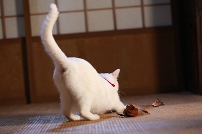 猫侍 剧场版剧照的剧照