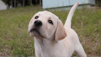实习警犬物语剧照的剧照
