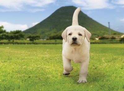 实习警犬物语剧照的剧照