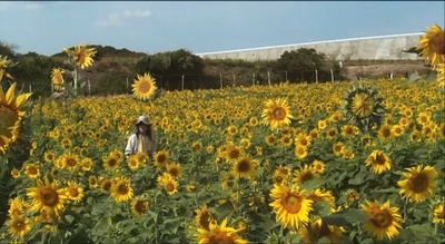 朱古丽叶剧照的剧照