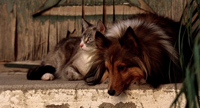 不准掉头剧照的剧照