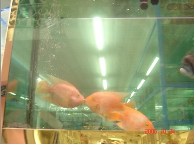 生死谍变剧照的剧照