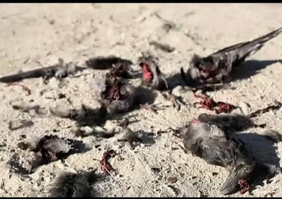 橡皮轮胎杀手剧照的剧照