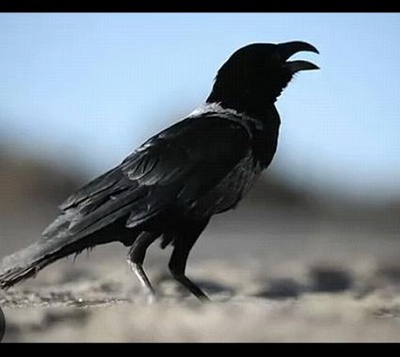 橡皮轮胎杀手剧照的剧照