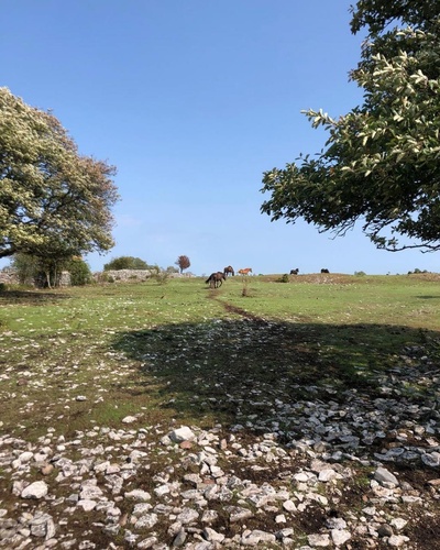 伯格曼岛剧照的剧照