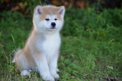 忠犬八公剧照的剧照