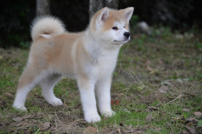 忠犬八公剧照的剧照