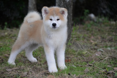 忠犬八公剧照的剧照