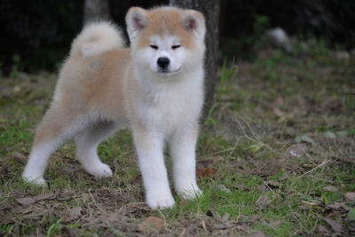 忠犬八公剧照的剧照