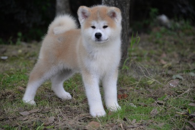 忠犬八公剧照的剧照