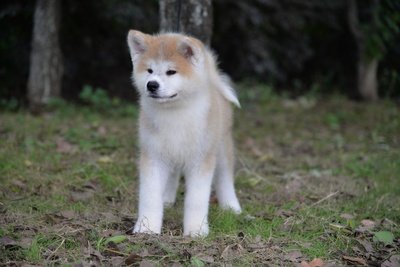 忠犬八公剧照的剧照