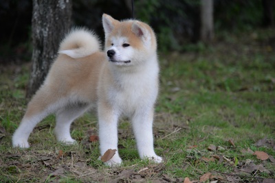 忠犬八公剧照的剧照