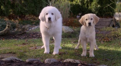 圣诞巴迪剧照的剧照