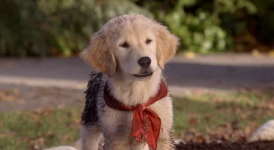 圣诞巴迪剧照的剧照